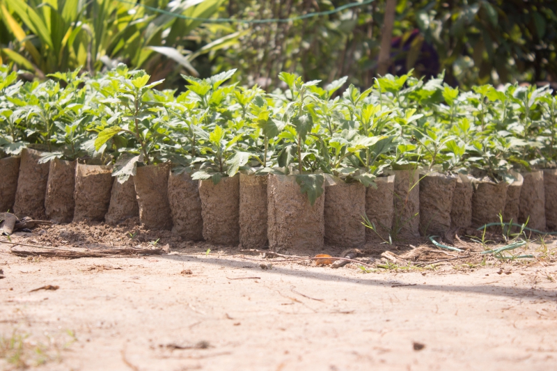 pepiniere-ST JULIEN-min_tree-tree-plant-plant-seeding-nursery-greenhouse-1622765-pxhere.com